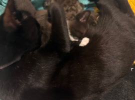Kittens