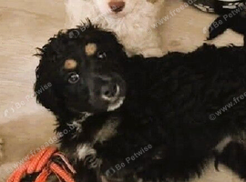 F1 Gorgeous Cokapoos Mother poodle (small to medium in size ) & Father cocker spaniel (small to medium size)