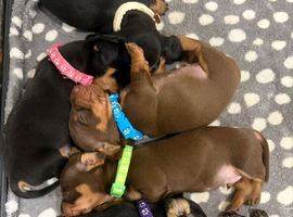 Dachshund puppies READY NOW
