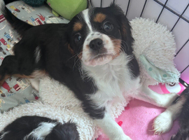 Gorgeous Cavalier Puppies
