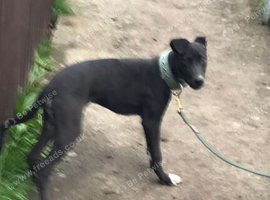 Wheaton bull greyhound