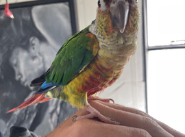 Beautiful Pineapple  Green Cheek Conure looking for a loving new home.