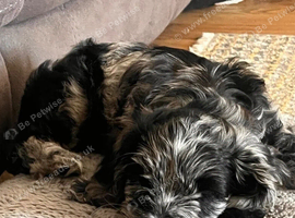 Cockapoo Puppies