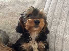 Beautiful yorkiepoo puppy