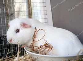 Pure white sow/ female ready to leave