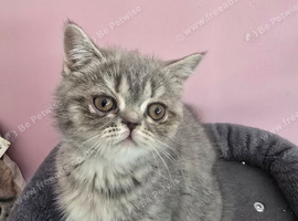 GCCF Registered Exotic kittens