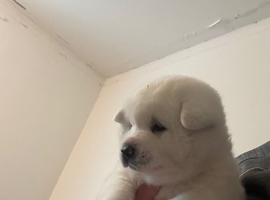 White Akita