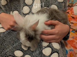 Beautiful baby rabbit mix lion head and mini lops