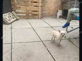 Teacup chihuahua boy