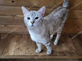 TICA regestered seal lynx snow