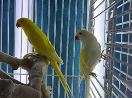 Indian Ringneck parrots Glasgow