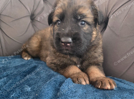 GSD. Litter of 3 - 1 sable boy available