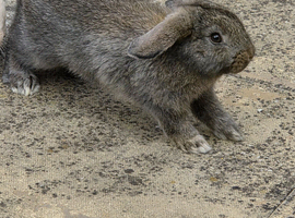 mini lop baby boy