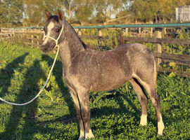 Registered welsh a colt