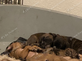 Puppies