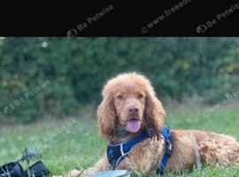 Kc registered, health tested Golden show cocker spaniel