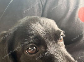 Puppies looking for forever homes