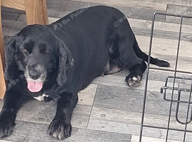 Cocker Spaniel