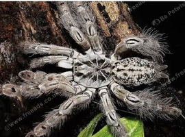 Togo starburst tarantula
