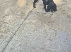 18 month old cocker spaniel