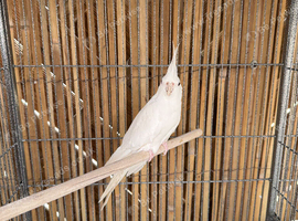 Albino Cockatiel female healthy and calm