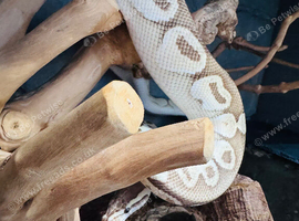 mojave orange dream bull/royal python