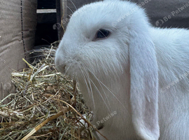 X2 girl Holland lops forever homes required