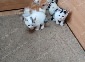Beautiful litter of kittens.