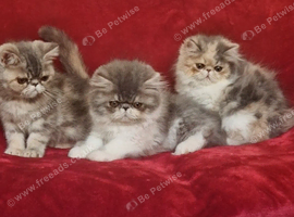 Stunning persian/extic kittens