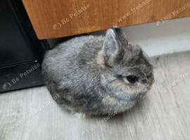 True Netherland Dwarf available