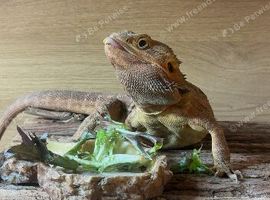 Bearded dragon and full set up