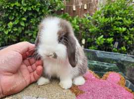 Mini lop baby boy