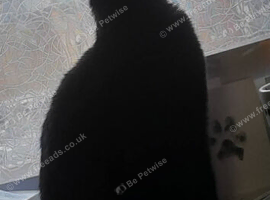 6 year old female neutered cat
