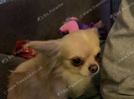 Chihuahua boy