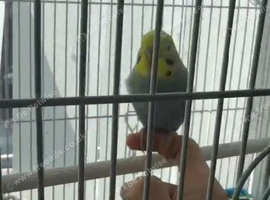 Baby budgie