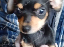 Chihuahua x Jack Russell puppy