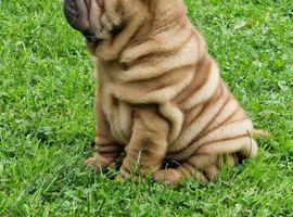 Shar Pei Puppy from poag/pll and spaid screened parents