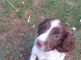 Beautiful English springer spaniels