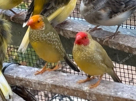 Star finches