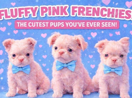 Fluffy Pink frenchie pups