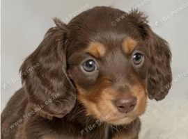 KC PRA clear long haired mini dachshund puppies
