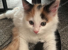 Two stunning kittens brother and sister