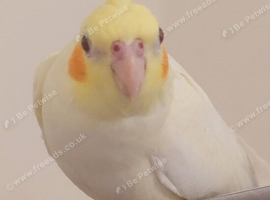 Adult female Cockatiel