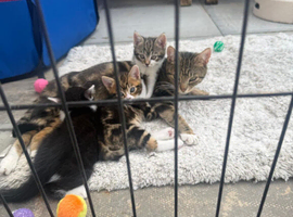 3 kittens for sale and mom