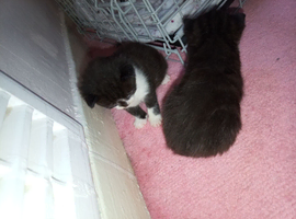 Kittens for sale