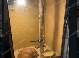 Corn snake with ful set up