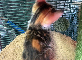 Super kit kittens