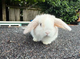 10 week mini lop doe