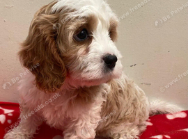 Cavapoo girl