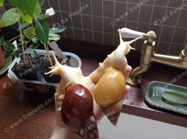 Baby Jade Giant African land snails Lissachatina fulica
